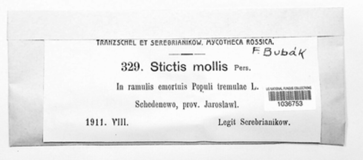 Stictis mollis image